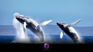 Amazes biologists with epic whale migration   