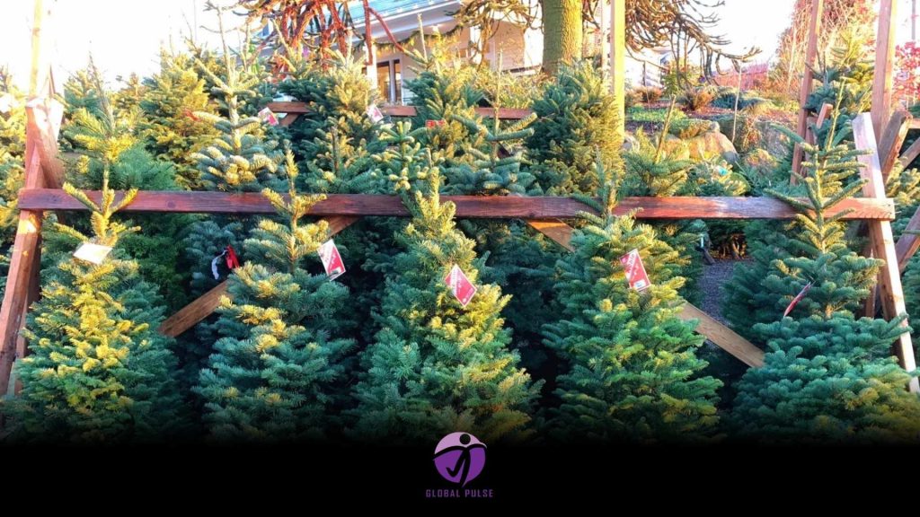 The ignored advantages of Real Christmas trees